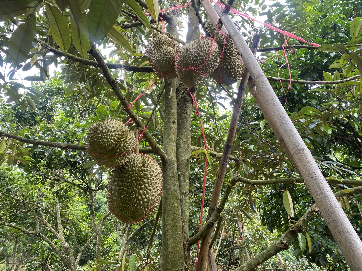 title - ผู้ตรวจราชการ ส.ป.ก. (เขต 15,16 และ 17) ประชุมตรวจติดตามความก้าวหน้าการดำเนินงานตามแผนงานตรวจราชการและลงพื้นที่โครงการที่เกี่ยวข้องในเขตปฏิรูปที่ดิน ประจําปีงบประมาณ 2568 รอบที่ 2 ณ ส.ป.ก.จังหวัดเชียงใหม่